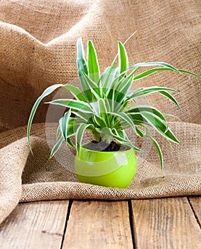 Green Chlorophytum plant in the pot