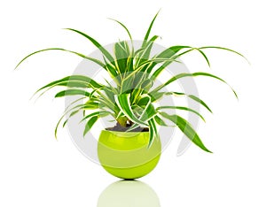 Green Chlorophytum plant