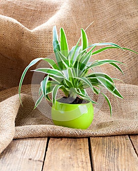 Green Chlorophytum plant in the pot photo