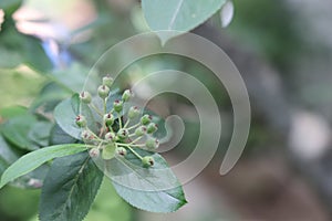 Green chokeberry berries and green leaves on a branch in the garden. Closeup photo.