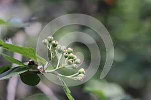 Green chokeberry berries and green leaves on a branch in the garden. Closeup photo.