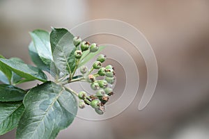 Green chokeberry berries and green leaves on a branch in the garden. Closeup photo.