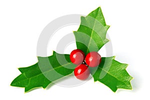 Green Christmas holly with red berries isolated on white