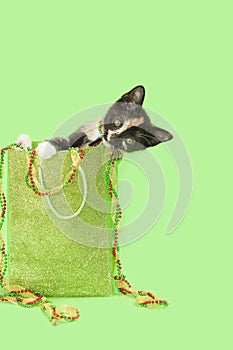 Calico kitten in CHristmas gift bag, green