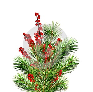 Green Christmas pine twig and red berries of winterberry Holly isolated