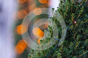 Green christmas tree branches with abstract colorful  bokeh lights, focus on the branch soft focus