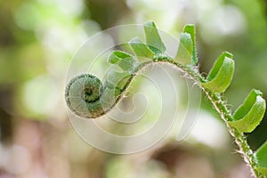 Green Christmas tree fern fiddlehead with unfurling leaves and silvery hairs on curved stem