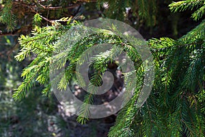 Green Christmas tree in sunlight closeup. Coniferous forest background. Spruce needles close up. Evergreen trees backgroun