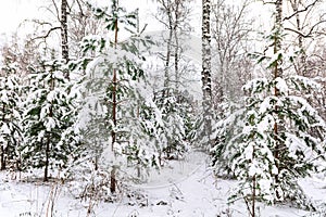 Green, Christmas trees, covered with snow, are in the winter forest outside the city. New Year and Christmas concept