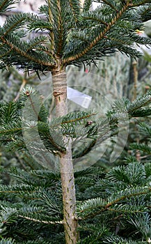 GREEN CHRISTMAS TREES FOR SALE IN COPENHGEN DENMARK