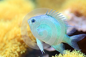 The Green Chromis