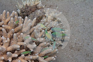Green Chromis in Acropora humilis Coral