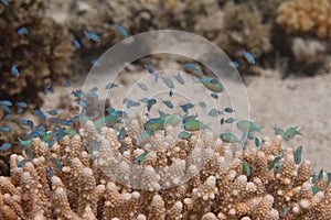 Green Chromis in Acropora humilis Coral