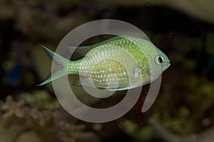 The Green Chromis Chromis viridis.