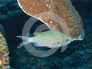 Green Chromis Damselfish