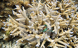 Green Chromis Fish in Coral