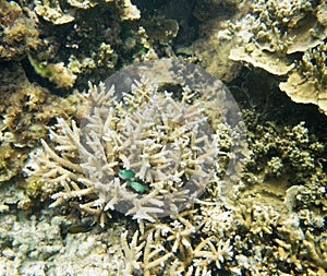 Green Chromis in Staghorn Coral