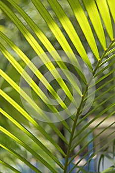 Green Chrysalidocarpus leaves under light