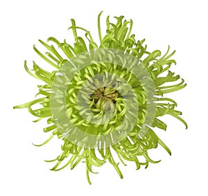 Green chrysanthemum photo