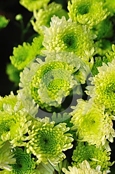 Green chrysanthemum