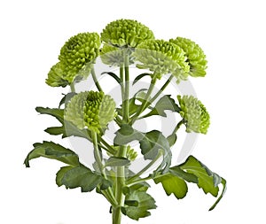 Green chrysanthemum