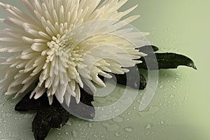 Green chrysanthemum