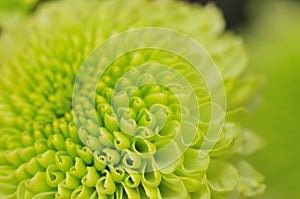 Green Chrysanthemum