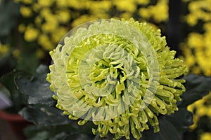 Green chrysanthemum