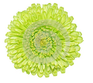 Green Chrysanthemum