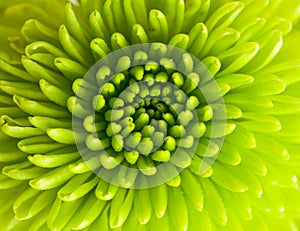 Green chrysanthemum