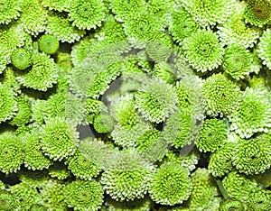 Green chrysanthemum close up photo