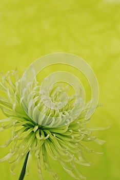 Green chrysanthemum flower