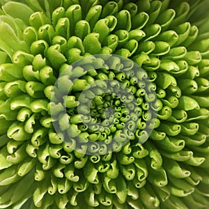 Green chrysanthemum flower macro background