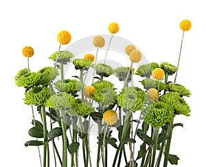 Green chrysanthemum and yellow craspedia flowers isolated on white background.