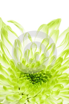 Green chrysanthemums