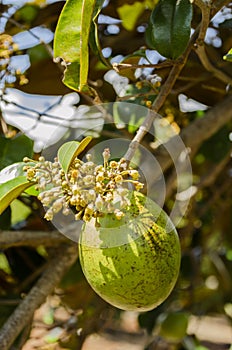 Green Chrysophyllum Cainito Fruit and Blossom photo