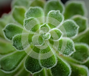 Green chunky Echeveria Doris Taylor