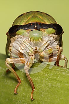 Green cicada