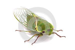 Green Cicada