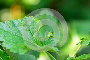 Green  Cicada  -   Buffalo treehopper    in green nature