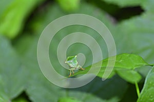 Green  Cicada  -   Buffalo treehopper    Stictocephala bisonia    from the front  in green nature