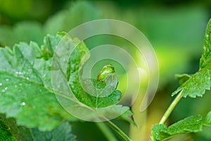 Green  Cicada  -   Buffalo treehopper    Stictocephala bisonia    in green nature