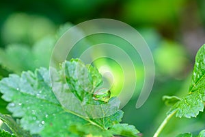 A green  Cicada  -   Buffalo treehopper    Stictocephala bisonia    in green nature