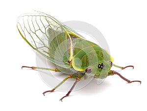 Green Cicada Bug