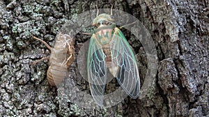 Green cicada