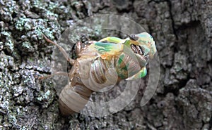 Green cicada