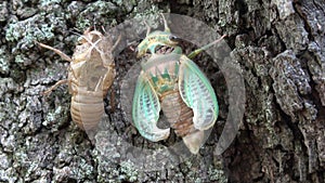 Green cicada
