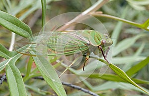 Green cicada