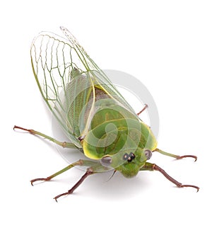 Green Cicada Insect Isolated