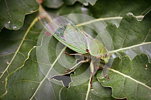 Green Cicada on leaf